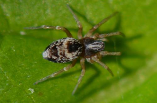 Réf. 358 377 : Dictyna (arundinacea-uncinata)